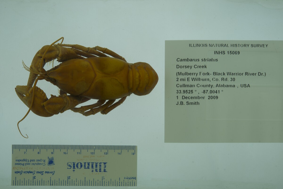 Cambarus (Depressicambarus) image